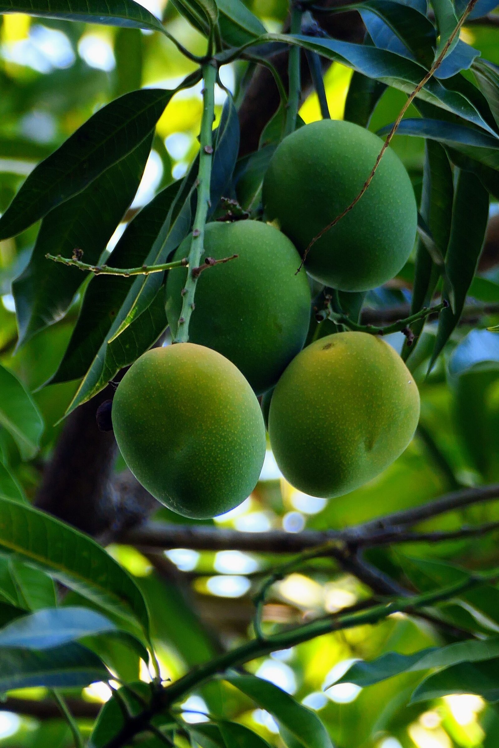 pexels armandoh2 16282515